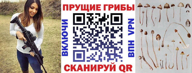 Купить  Короча  Псилоцибиновые грибы GOLDEN TEACHER 